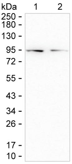 CDH15